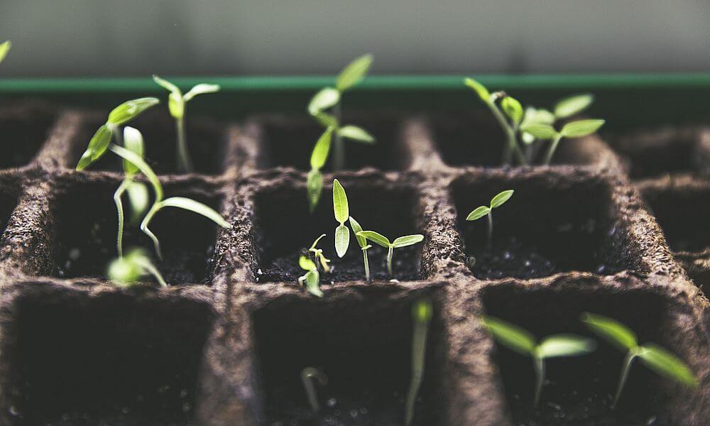 Auch für Kleingärtner: So züchten Sie Ihre Themen - PR-Newsletter 09-2018