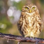 Authentisch, hilfreich, proaktiv - Studie über PR während Corona