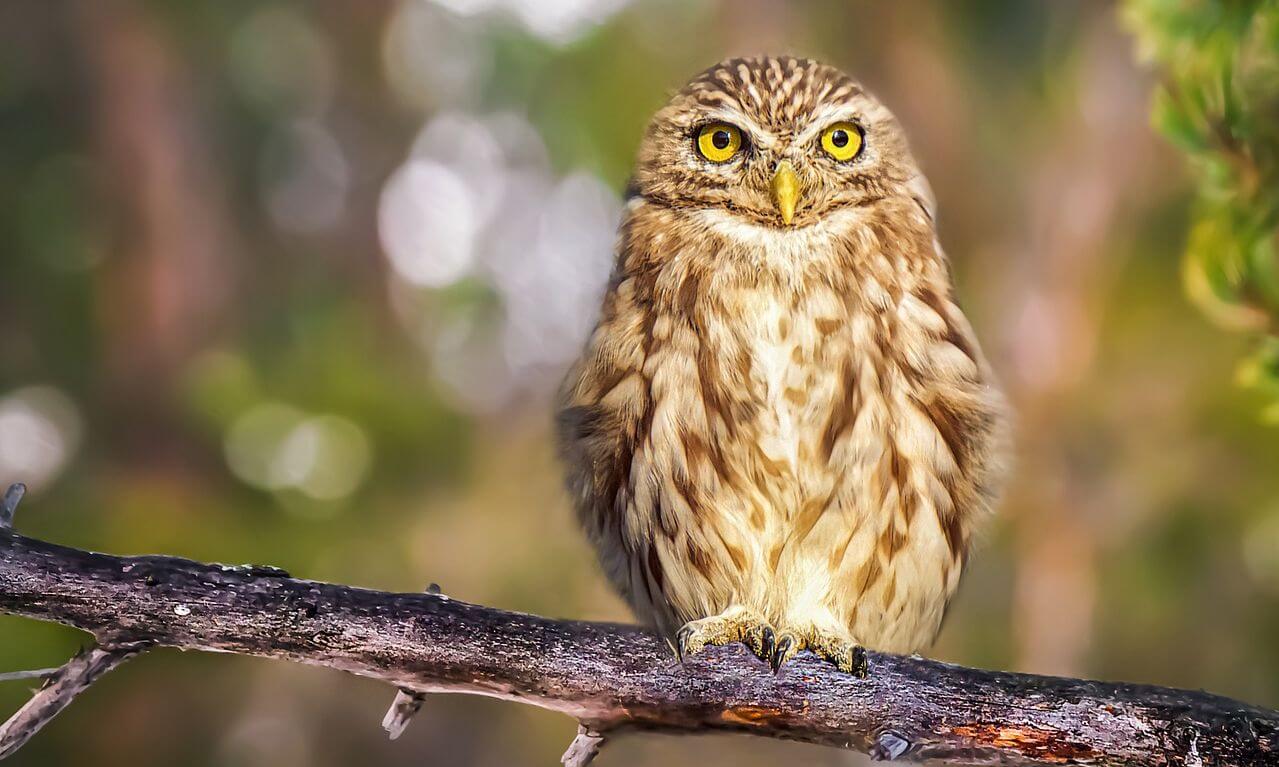 Authentisch, hilfreich, proaktiv - Studie über PR während Corona